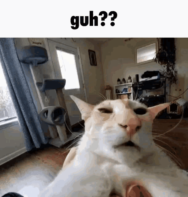 A gif of a white and orange cat approaching the camera, with the caption 'guh??' at the top.